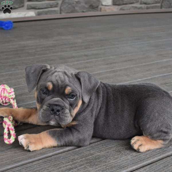Storm, Olde English Bulldogge Puppy